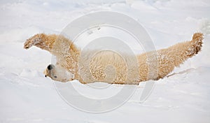 Polar bear stretching in snow in Wapusk National Park, Canada.