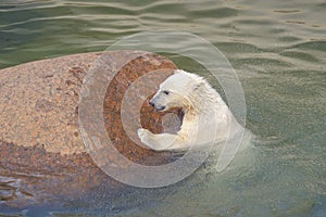 Polar bear struggles for his life