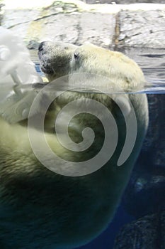 Polar Bear Submerged Partially Under Water