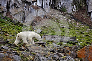 Polar bear in summer Arctic