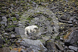 Polar bear in summer Arctic