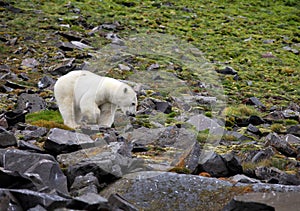 Polar bear in summer Arctic