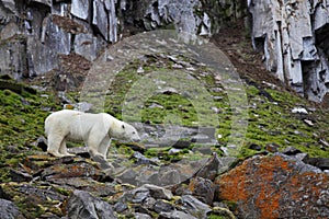 Polar bear in summer Arctic