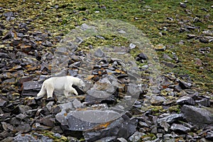 Polar bear in summer Arctic