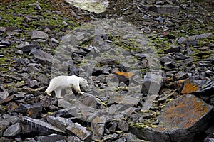 Polar bear in summer Arctic