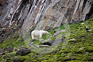 Polar bear in summer Arctic