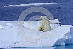 Polar bear sunbathes