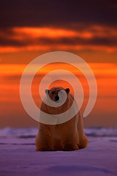 Polar bear sunset in the Arctic. Bear on the drifting ice with snow, with evening orange sun, Svalbard, Norway. Beautiful red sky