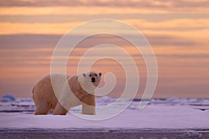 Polar bear sunset in the Arctic. Bear on the drifting ice with snow, with evening orange sun, Svalbard, Norway. Beautiful red sky