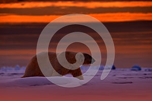 Polar bear sunset in the Arctic. Bear on the drifting ice with snow, with evening orange sun, Svalbard, Norway. Beautiful red sky