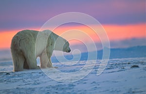 Polar bear at sunset in Canadian Arctic