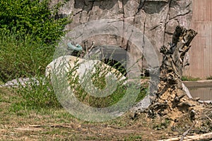 Polar bear surrounded by greenery a lake and buildings under sunlight in a zoo