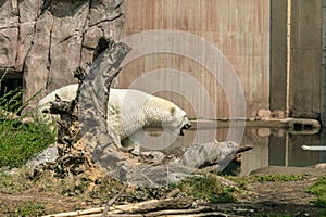 Polar bear surrounded by greenery a lake and buildings under sunlight in a zoo