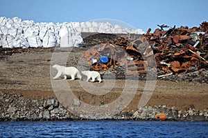 Polar bear survival in Arctic