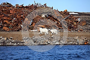 Polar bear survival in Arctic