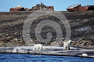 Polar bear survival in Arctic