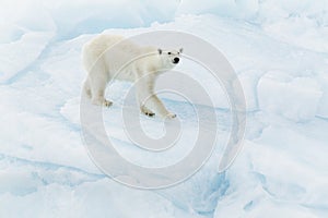 Polar bear at Svalbard