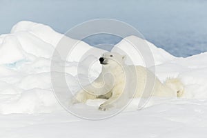 Polar bear at Svalbard