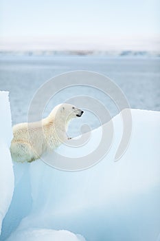 Polar bear at Svalbard