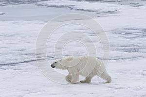 Polar bear, Svalbard Archipelago, Norway