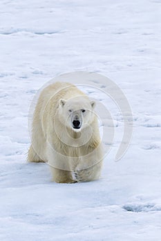 Polar Bear, Svalbard Archipelago, Norway