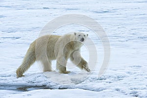 Polar bear, Svalbard Archipelago, Norway