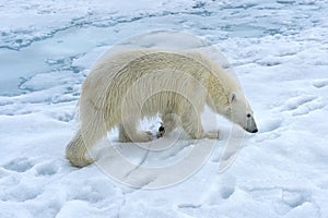 Polar bear, Svalbard Archipelago, Norway