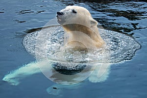 Polar bear swim