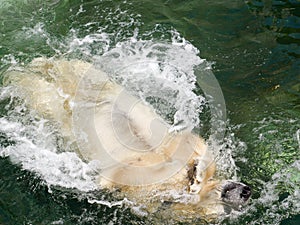 Polar bear swiming on his back