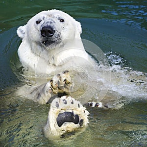 Polar bear swimming