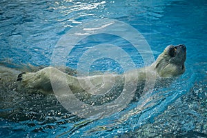 A polar bear swimming