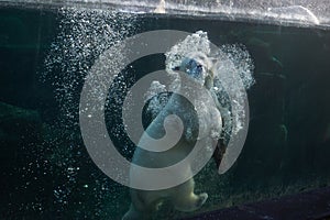 polar bear swimming behind a window at the zoologic park