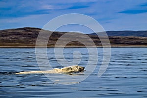 Polar bear swimming in Canadian Arctic summer