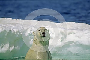 Polar bear swimming in ice floe