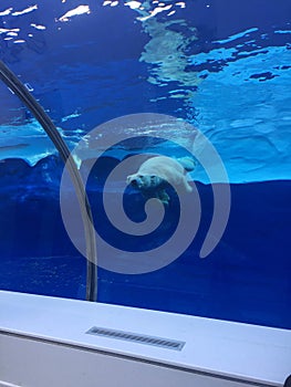 Polar bear swimming in a large pool like the ocean with icebergs