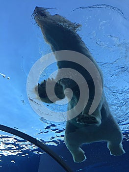 Polar bear swimming in a large pool like the ocean with icebergs