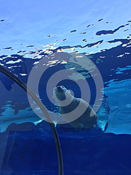 Polar bear swimming in a large pool like the ocean with icebergs