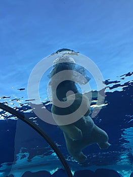 Polar bear swimming in a large pool like the ocean with icebergs