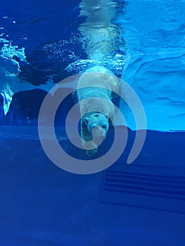 Polar bear swimming in a large pool like the ocean with icebergs