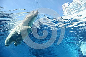 Polar bear swimming underwater blue