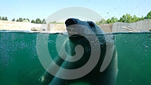 Polar bear swimming underwater