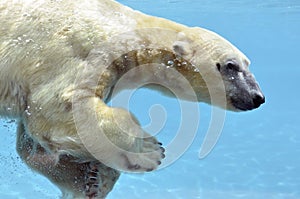 Polar bear swimming underwater