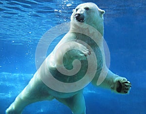 Polar bear swimming underwater