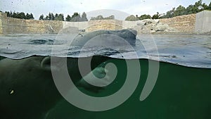 Polar bear swimming underwater and looking through the window