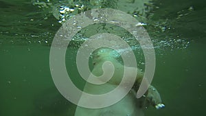 Polar bear swimming underwater and looking through the window
