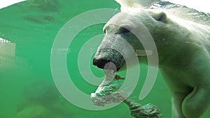 Polar bear swimming underwater and looking through the window