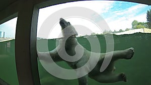 Polar bear swimming underwater and looking through the window