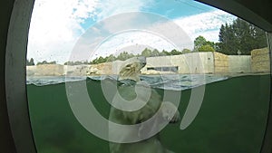 Polar bear swimming underwater and looking through the window