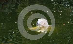 Polar bear swimming in water pool autumn zoo