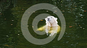 Polar bear swimming in water pool autumn zoo